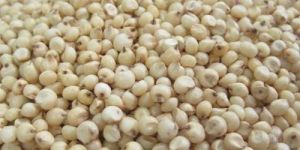 Sorghum Seeds
