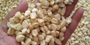 White Maize Seeds