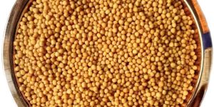 Yellow Mustard Seeds
