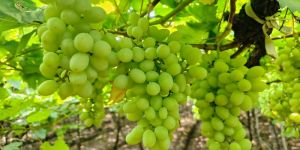 Thomas Seedless Grapes