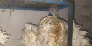 Eco Friendly Mushroom