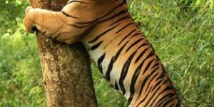 Nagpur to Kanha Tour Package