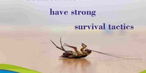 Cockroaches Pest Control