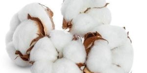 White Raw Cotton Kapas