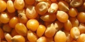 Yellow Maize Seeds