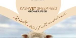 Kashvet Sheep Grower Feed