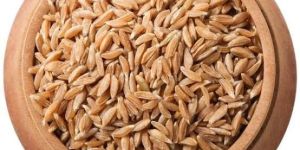 Khapli Wheat