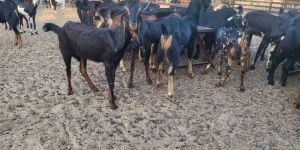 Karoli Breeds Pet Goat