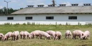Pig Farming