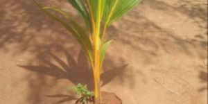 Coconut Plants