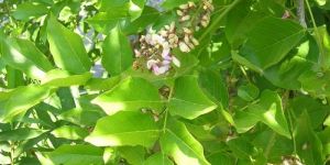 Green Karanja Plants