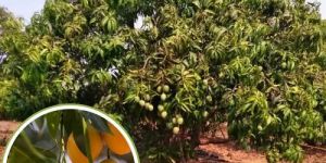 Hapus Mango Plants