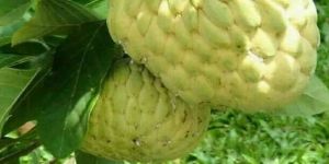 Hydrabadi Custard Apple Plants
