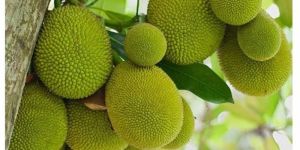 Jackfruit Plants