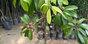 Kali Patti Chiku Plants