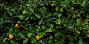 Orange Plants