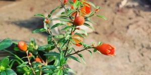 Pomegranate Plants