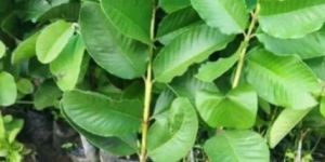 Red Diamond Guava Plant