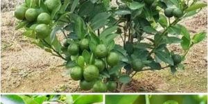 Seedless Lemon Plants