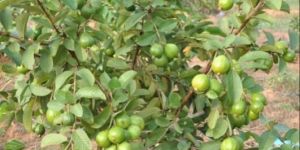 Taiwan Pink Guava Plants