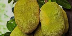 a Grade Jackfruit