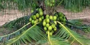Vietnam Coconut