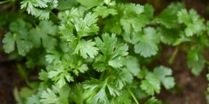 Coriander Leaf