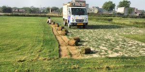 Selection No 1 Grass