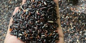 Black Rice