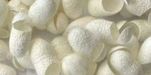 Cut Silkworm Cocoons
