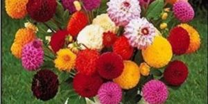 Chrysanthemum Flower Seeds