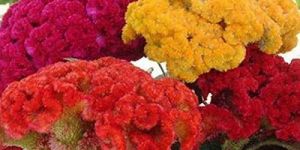 Cockscomb Flower Seeds