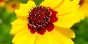 Coreposis Flower Seeds