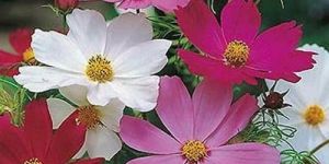 Cosmos Flower Seeds