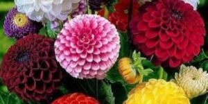 Dahlia Flower Seed