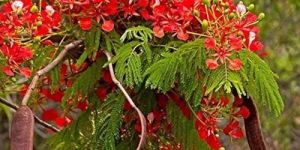 Gulmohar Flower Seeds