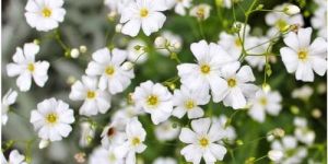 Gypsophila Flower Seeds