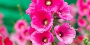 Hollyhock Flower Seeds