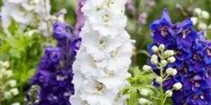 Larkspur Flower Seeds