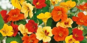 Nasturtium Flower Seeds