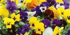 Pansy Flower Seeds
