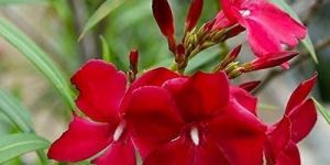 Red Kaner Flower Seeds