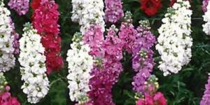 Stock Flower Seeds