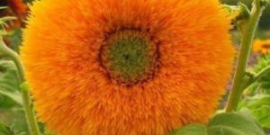 Sungold Flower Seeds