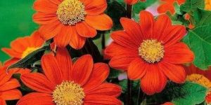 Tithonia Flower Seeds
