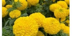 Yellow Marigold Flower Seeds