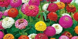 Zinnia Flower Seeds