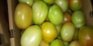 Fresh Green Tomato