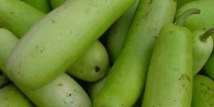 Fresh Sweet Gourd