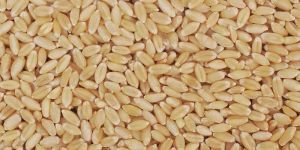 Lokwan Wheat